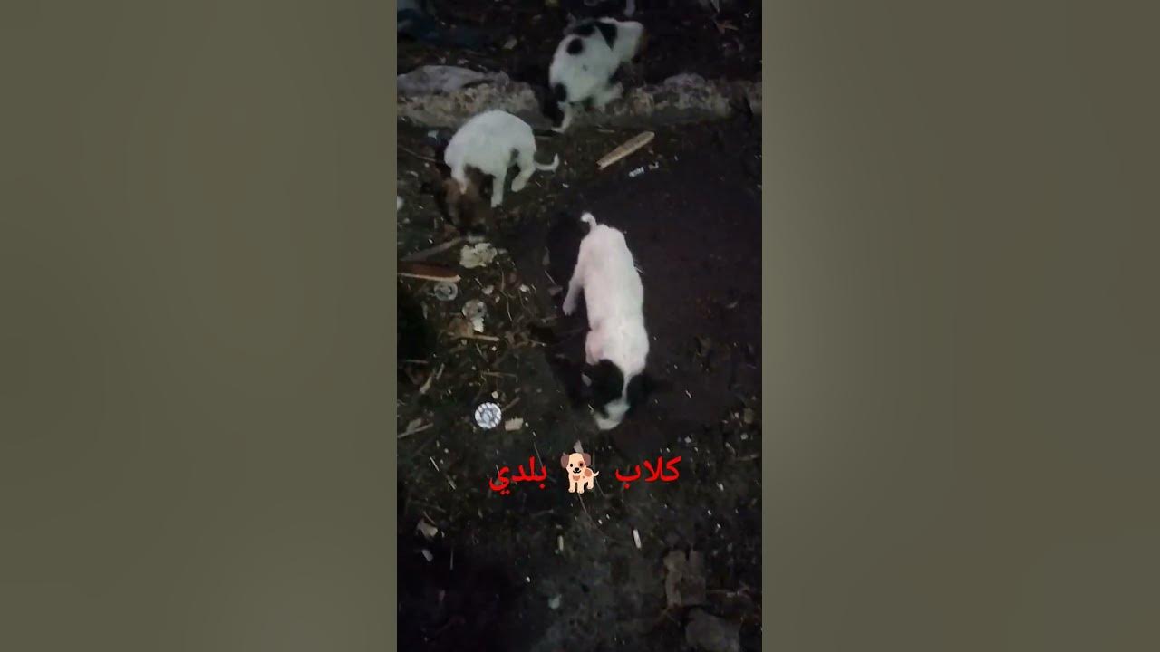 نظام بلدي: تعزيز الخدمات البلدية في السعودية
